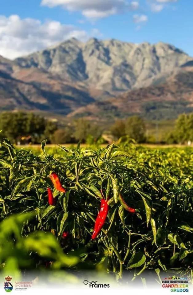 Las Casas De Lola Candeleda Eksteriør bilde